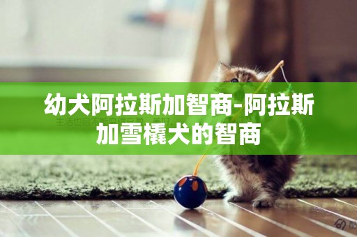 幼犬阿拉斯加智商-阿拉斯加雪橇犬的智商