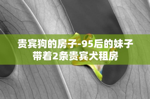 貴賓狗的房子-95后的妹子帶著2條貴賓犬租房