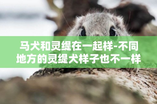馬犬和靈緹在一起樣-不同地方的靈緹犬樣子也不一樣