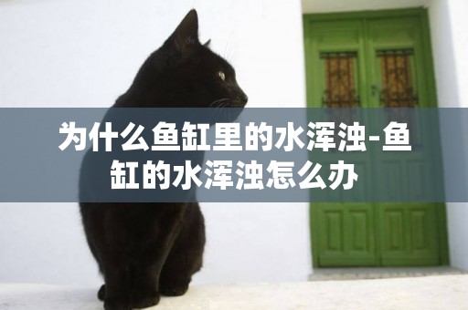 為什么魚缸里的水渾濁-魚缸的水渾濁怎么辦