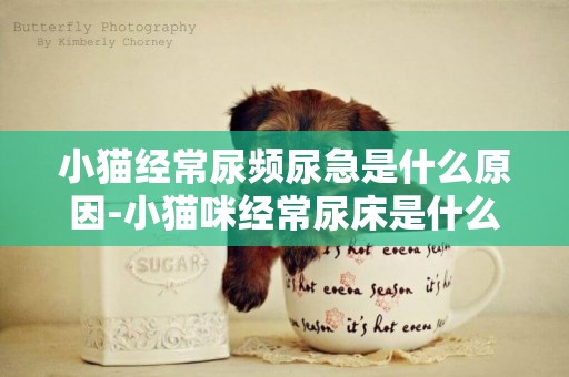 小貓經常尿頻尿急是什么原因-小貓咪經常尿床是什么原因造成的