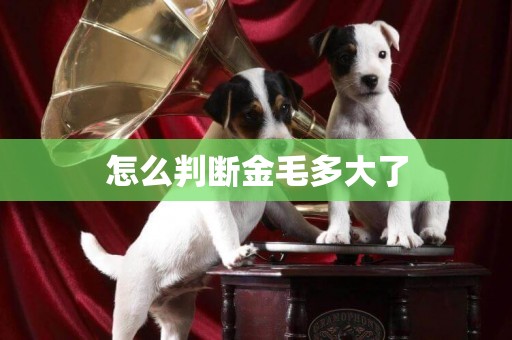 怎么判斷金毛多大了