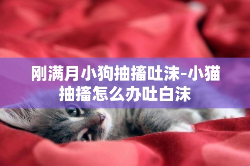 剛滿月小狗抽搐吐沫-小貓抽搐怎么辦吐白沫