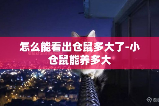 怎么能看出倉鼠多大了-小倉鼠能養多大