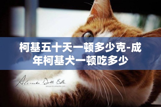 柯基五十天一頓多少克-成年柯基犬一頓吃多少