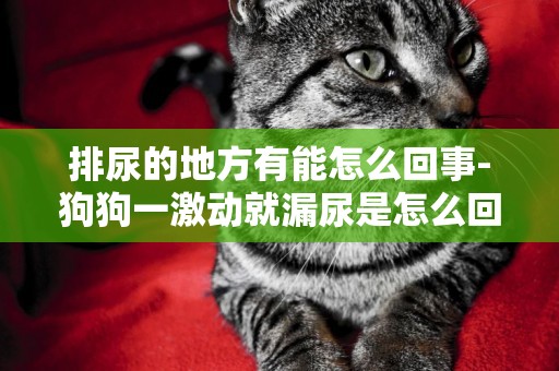排尿的地方有能怎么回事-狗狗一激動就漏尿是怎么回事