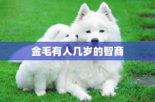 金毛有人幾歲的智商