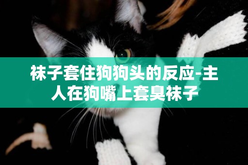 襪子套住狗狗頭的反應-主人在狗嘴上套臭襪子