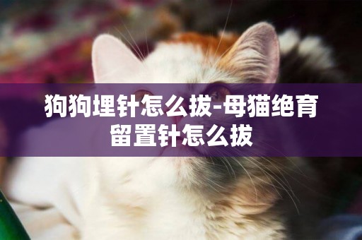 狗狗埋針怎么拔-母貓絕育留置針怎么拔
