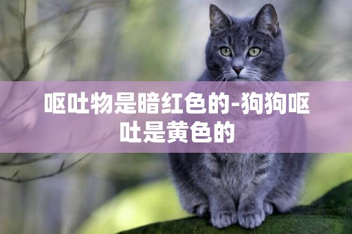 嘔吐物是暗紅色的-狗狗嘔吐是黃色的