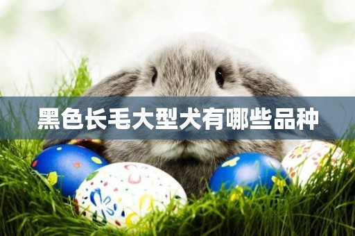 黑色長毛大型犬有哪些品種