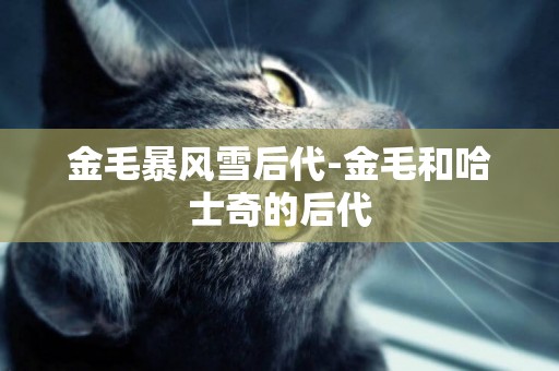 金毛暴風雪后代-金毛和哈士奇的后代