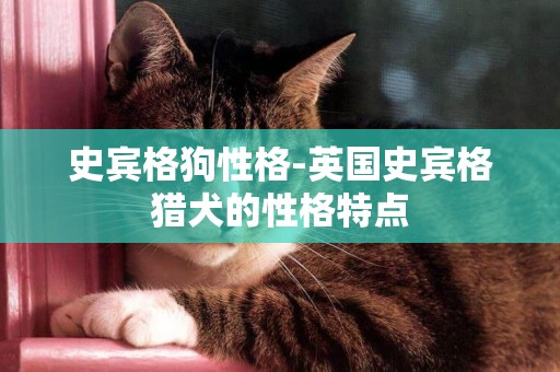 史賓格狗性格-英國史賓格獵犬的性格特點