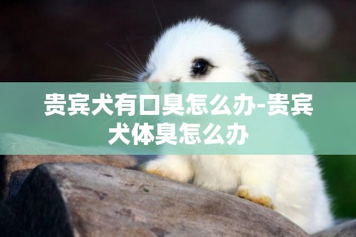 貴賓犬有口臭怎么辦-貴賓犬體臭怎么辦