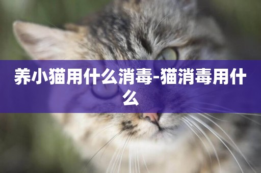 養小貓用什么消毒-貓消毒用什么