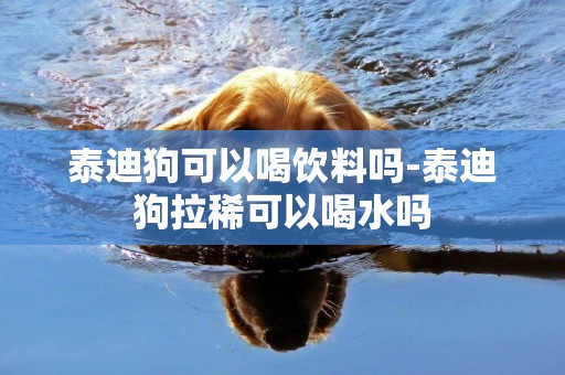 泰迪狗可以喝飲料嗎-泰迪狗拉稀可以喝水嗎