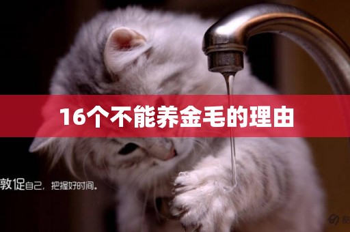 16個不能養金毛的理由