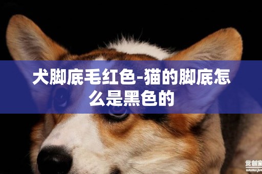犬腳底毛紅色-貓的腳底怎么是黑色的