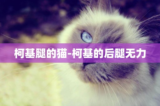 柯基腿的貓-柯基的后腿無力