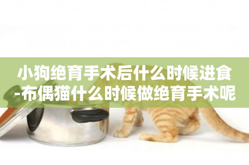 小狗絕育手術后什么時候進食-布偶貓什么時候做絕育手術呢