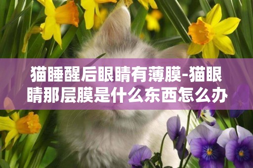 貓睡醒后眼睛有薄膜-貓眼睛那層膜是什么東西怎么辦