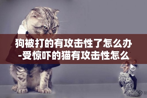 狗被打的有攻擊性了怎么辦-受驚嚇的貓有攻擊性怎么辦