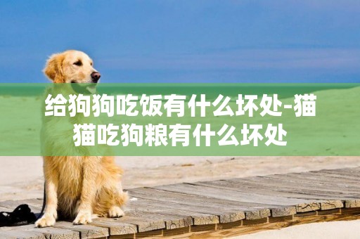給狗狗吃飯有什么壞處-貓貓吃狗糧有什么壞處