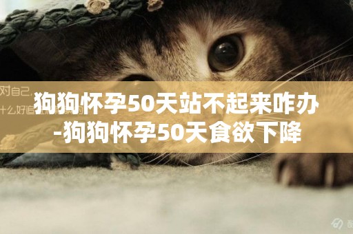 狗狗懷孕50天站不起來咋辦-狗狗懷孕50天食欲下降