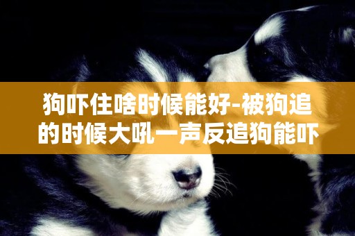 狗嚇住啥時候能好-被狗追的時候大吼一聲反追狗能嚇跑狗嗎