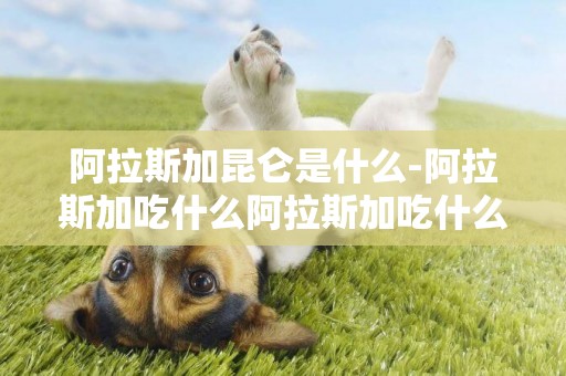 阿拉斯加昆侖是什么-阿拉斯加吃什么阿拉斯加吃什么長肉
