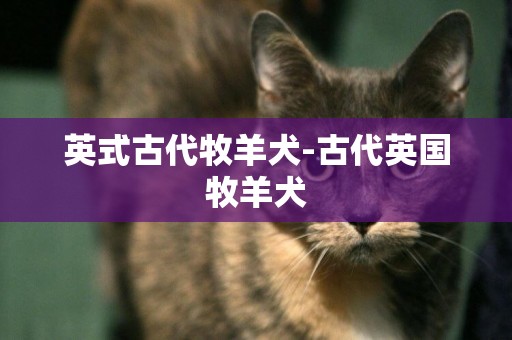 英式古代牧羊犬-古代英國牧羊犬