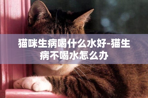 貓咪生病喝什么水好-貓生病不喝水怎么辦