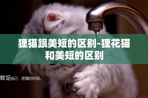 貍貓跟美短的區別-貍花貓和美短的區別