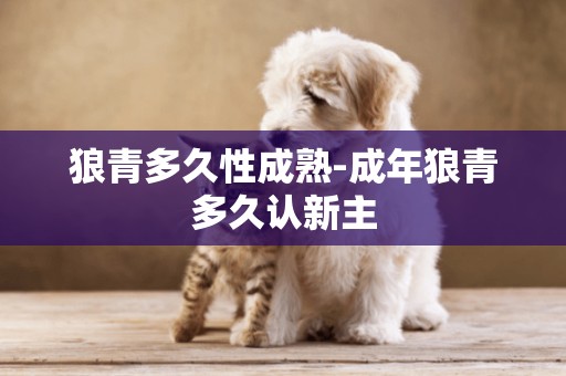狼青多久性成熟-成年狼青多久認新主