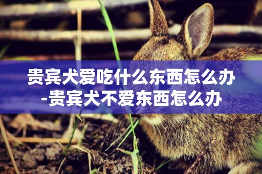 貴賓犬愛吃什么東西怎么辦-貴賓犬不愛東西怎么辦