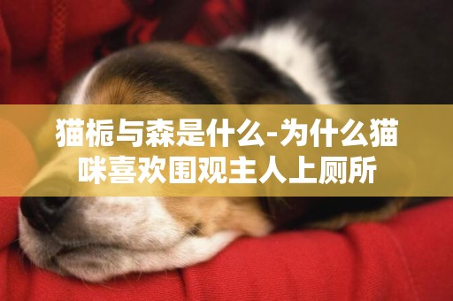 貓梔與森是什么-為什么貓咪喜歡圍觀主人上廁所