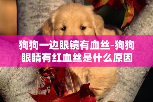 狗狗一邊眼鏡有血絲-狗狗眼睛有紅血絲是什么原因