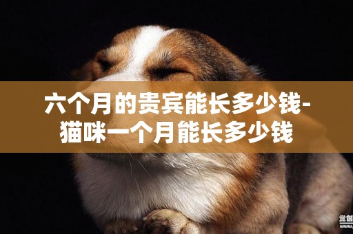 六個月的貴賓能長多少錢-貓咪一個月能長多少錢