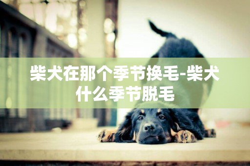 柴犬在那個季節換毛-柴犬什么季節脫毛