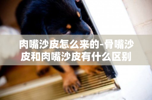 肉嘴沙皮怎么來的-骨嘴沙皮和肉嘴沙皮有什么區別