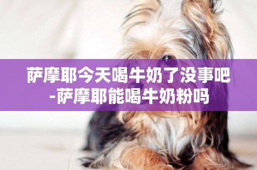 薩摩耶今天喝牛奶了沒事吧-薩摩耶能喝牛奶粉嗎