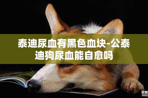 泰迪尿血有黑色血塊-公泰迪狗尿血能自愈嗎