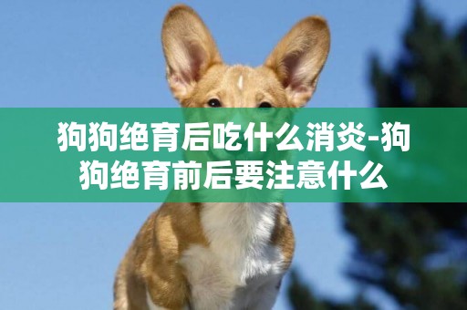 狗狗絕育后吃什么消炎-狗狗絕育前后要注意什么