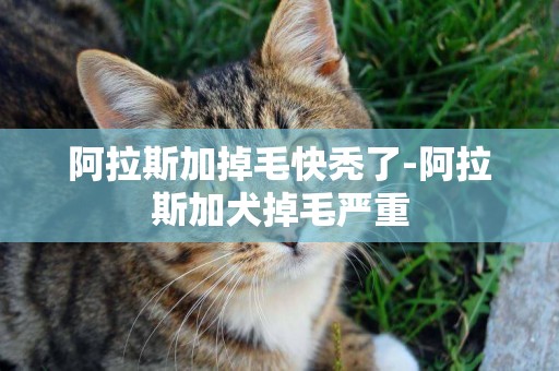 阿拉斯加掉毛快禿了-阿拉斯加犬掉毛嚴重