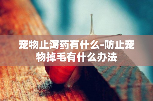 寵物止瀉藥有什么-防止寵物掉毛有什么辦法