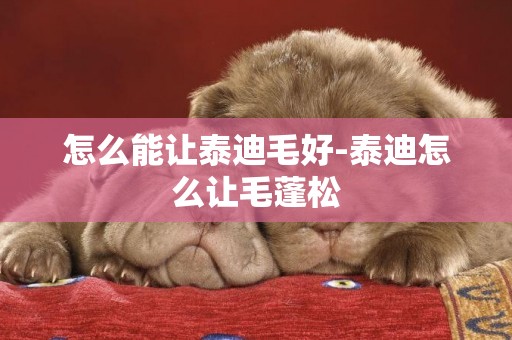 怎么能讓泰迪毛好-泰迪怎么讓毛蓬松