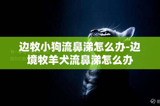 邊牧小狗流鼻涕怎么辦-邊境牧羊犬流鼻涕怎么辦