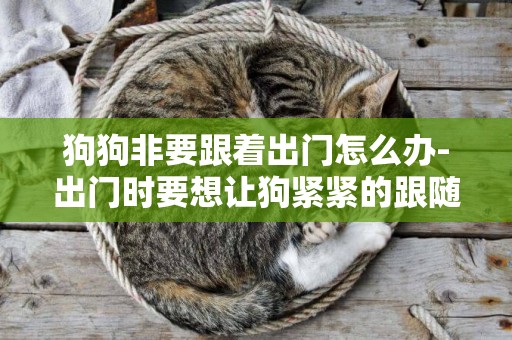 狗狗非要跟著出門怎么辦-出門時要想讓狗緊緊的跟隨著你