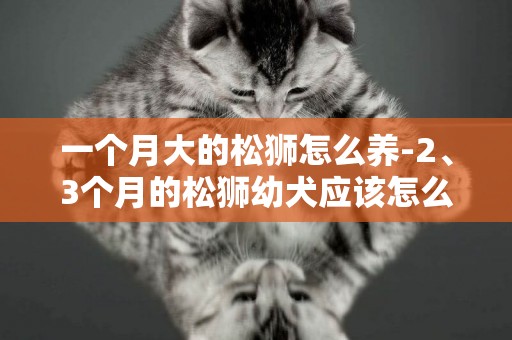 一個月大的松獅怎么養-2、3個月的松獅幼犬應該怎么喂養