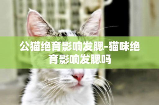 公貓絕育影響發腮-貓咪絕育影響發腮嗎